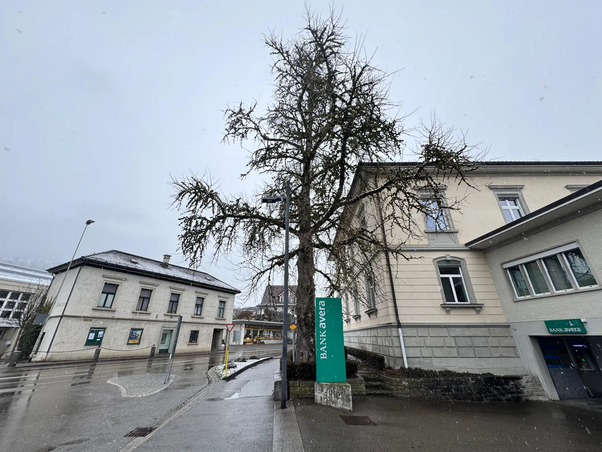 «Auch in Wald wachsen Ginkgobäume, etwas, das vielen nicht bewusst ist», so Beat Stricker. Auf dem Bild ist ein Ginkgobaum in Wald zu sehen